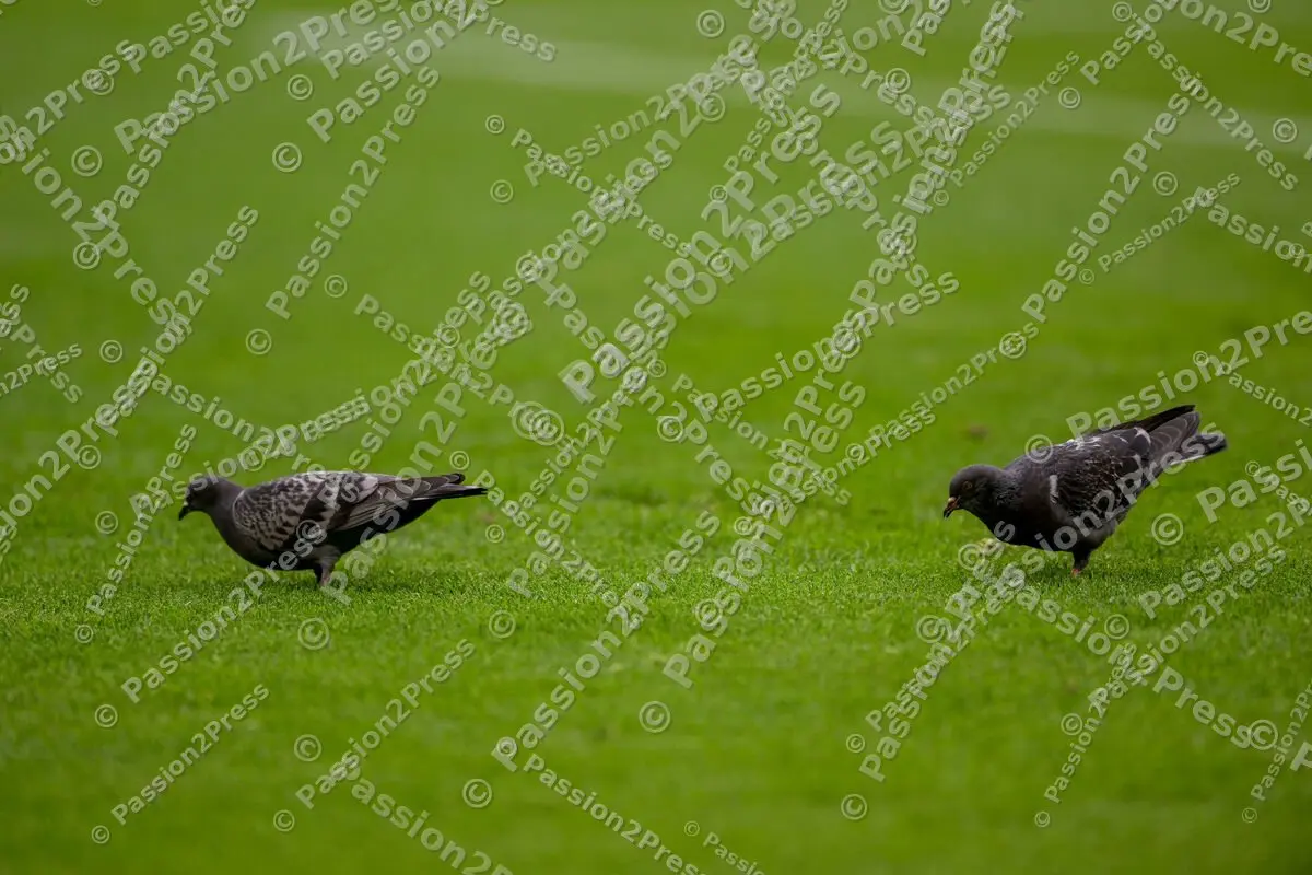 FCBSVD_20231028_1705